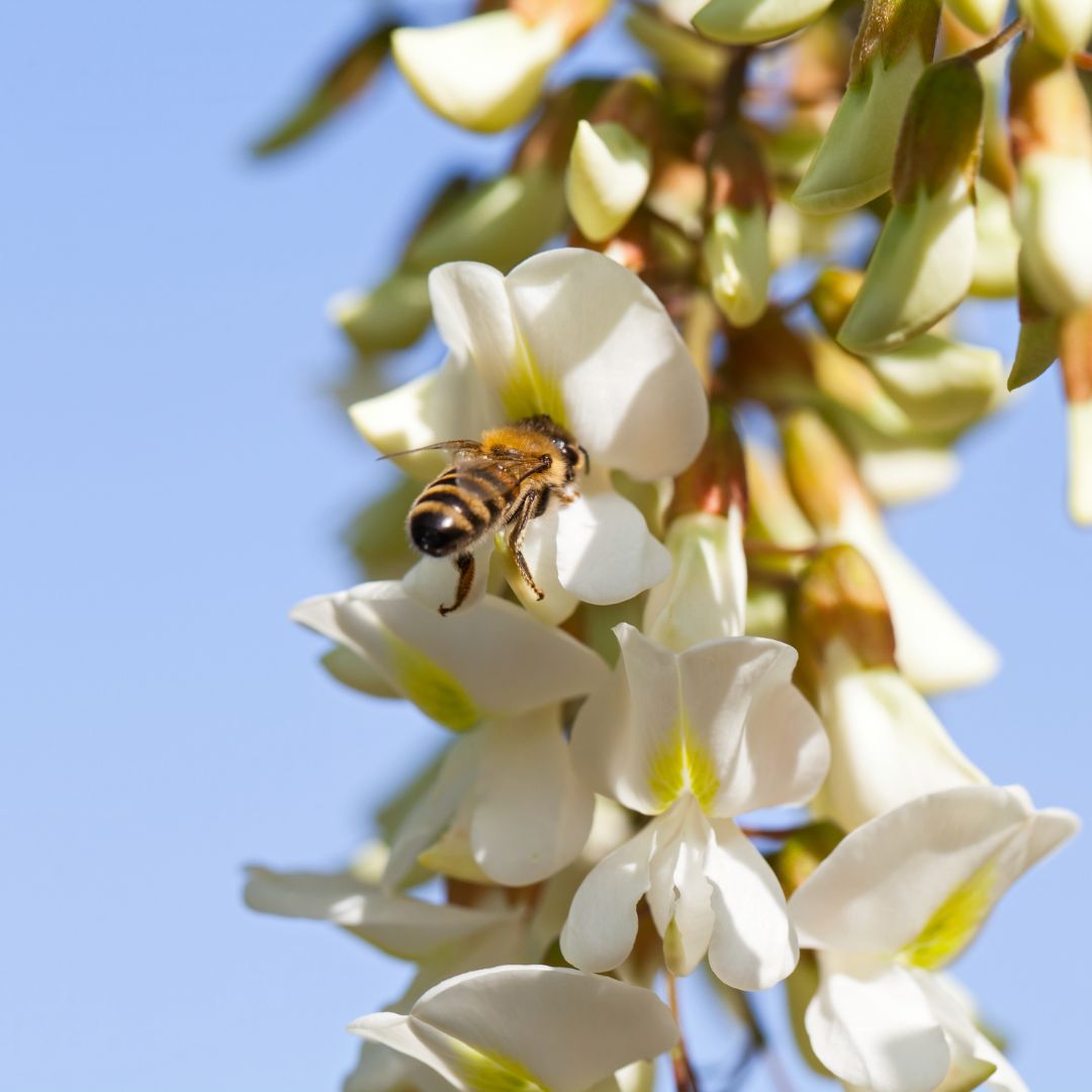 Acacia