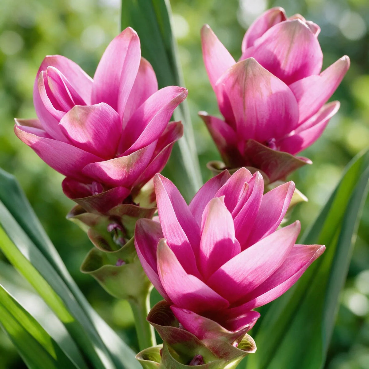 Curcuma di Madras - Curcuma Longa