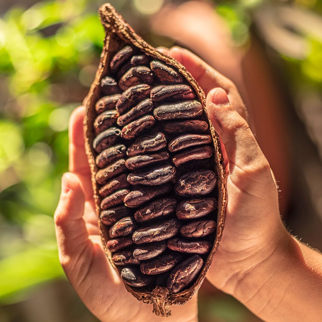 Il cacao del Camerun
