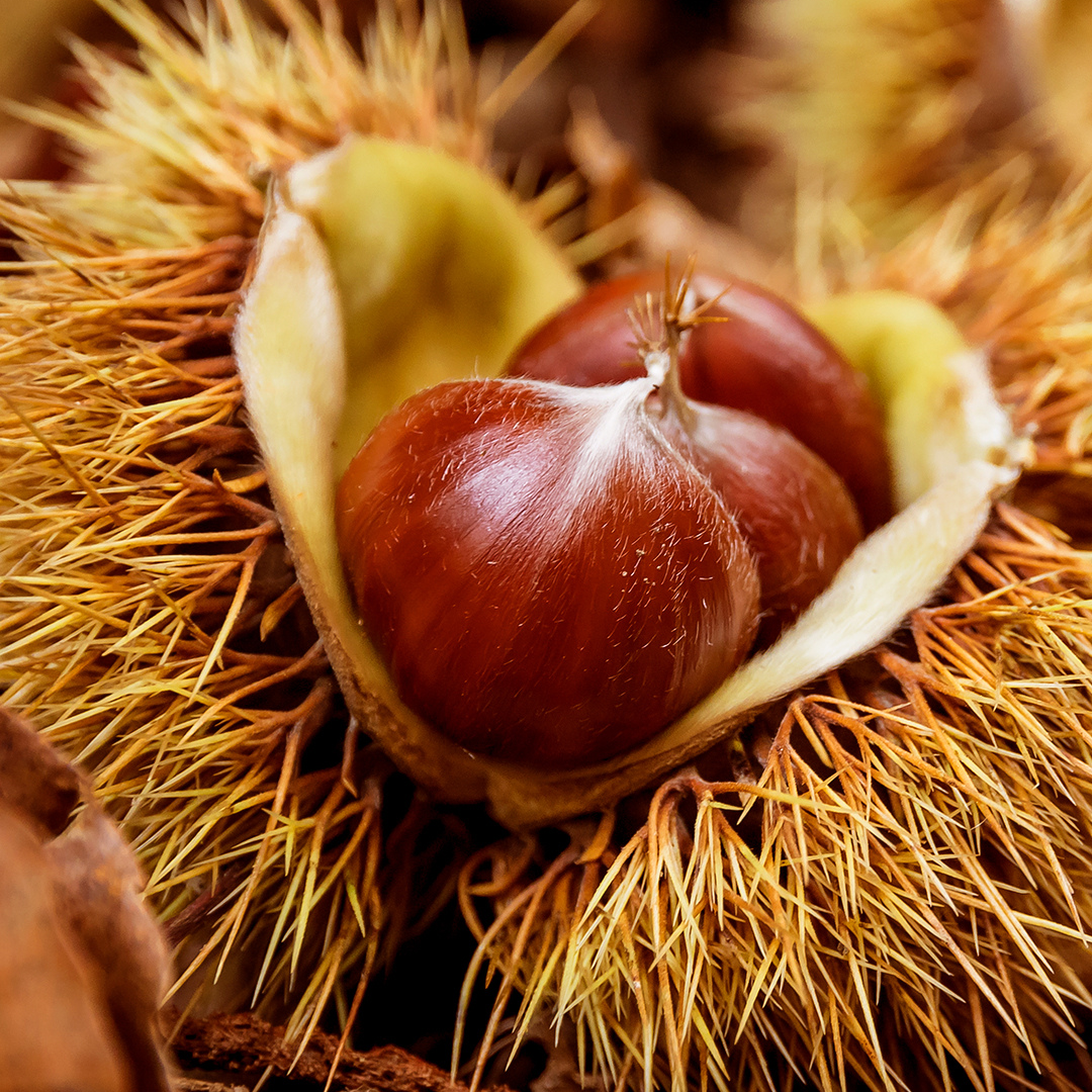 Marroni